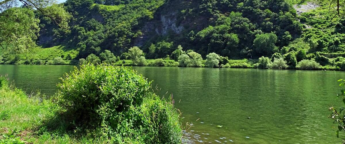 A calm river surrounded by lush greenery and a forested hillside.