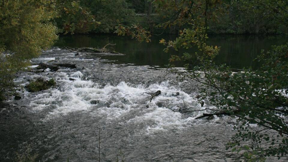 A river with fast-moving water surrounded by dense trees and foliage.