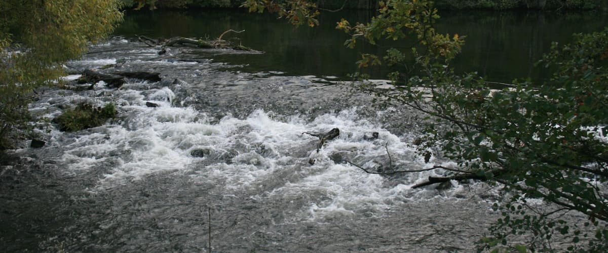 A river with fast-moving water surrounded by dense trees and foliage.