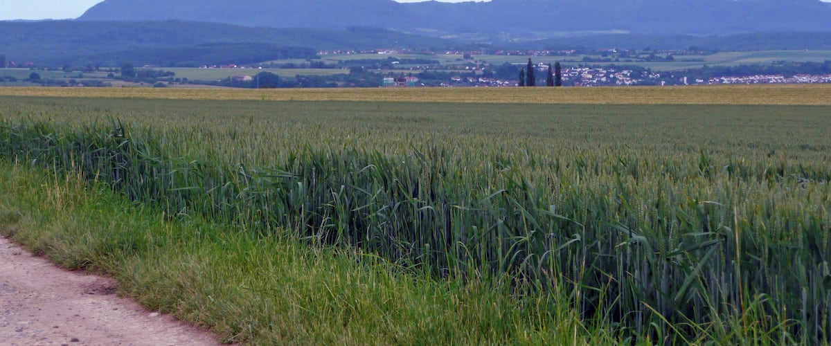 A rural landscape with a dirt path, a field of crops, distant hills, and a small settlement.