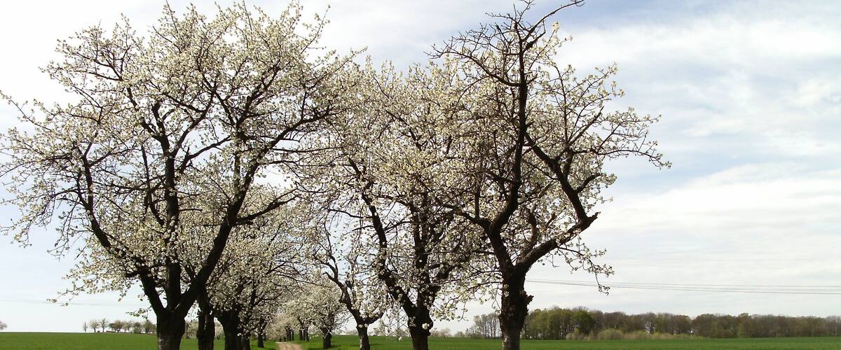 Avenue from Syhra to Terpitz (Kohren-Sahlis, Leipzig district, Saxony)