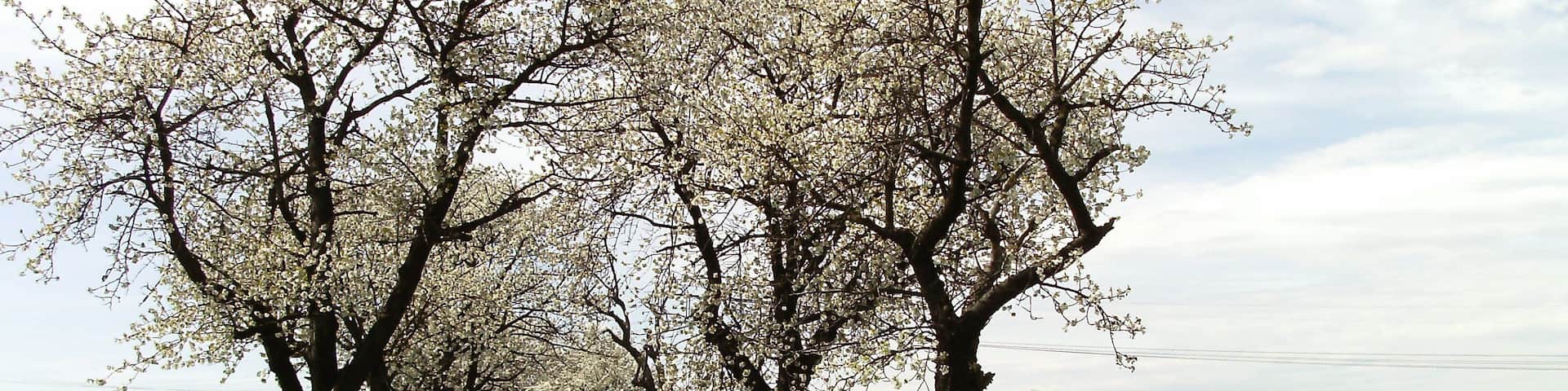 Avenue from Syhra to Terpitz (Kohren-Sahlis, Leipzig district, Saxony)