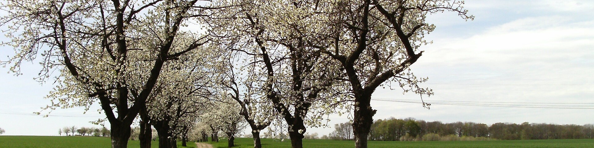 Avenue from Syhra to Terpitz (Kohren-Sahlis, Leipzig district, Saxony)