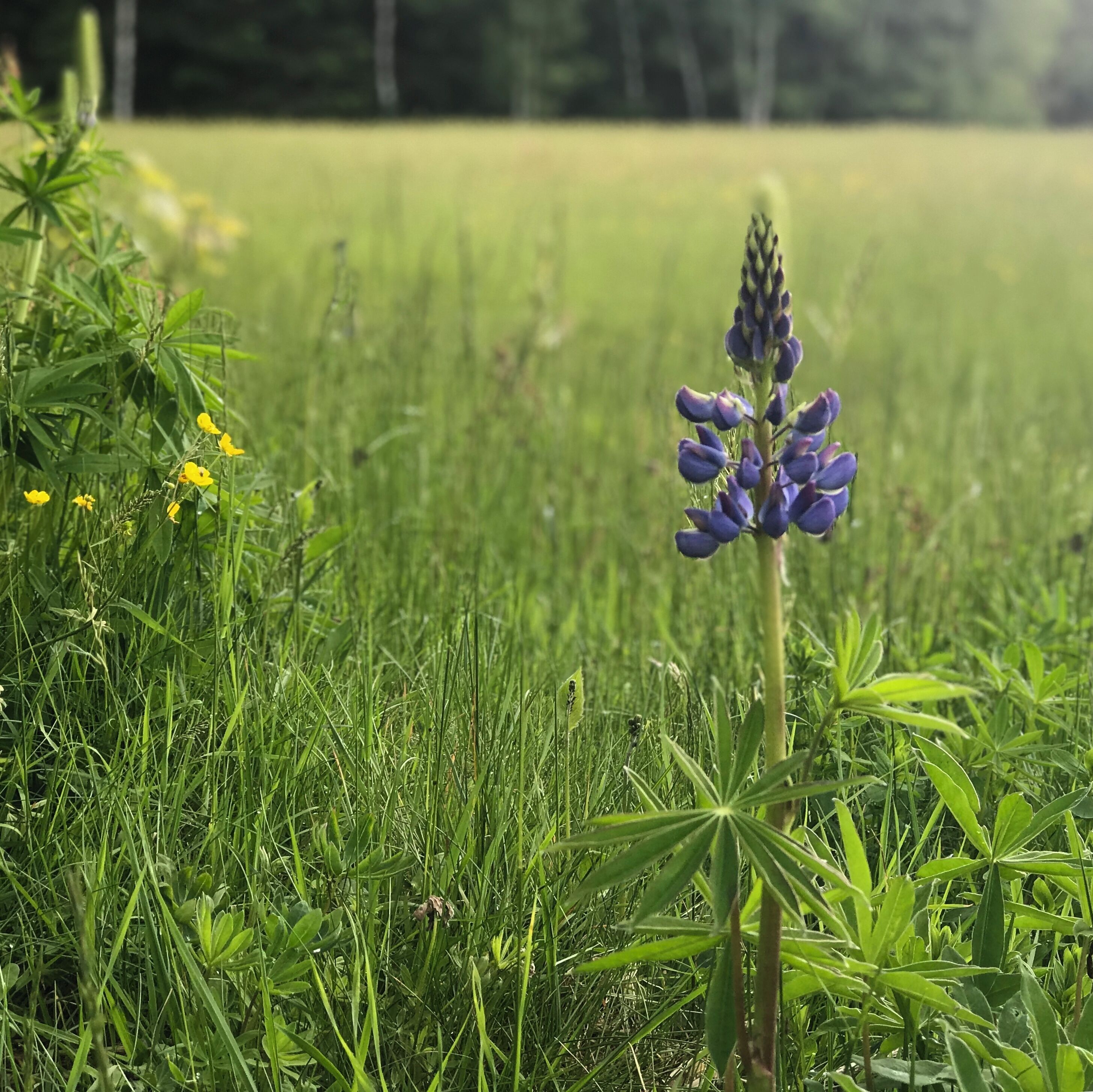 Frühling auf dem Schliffkopf