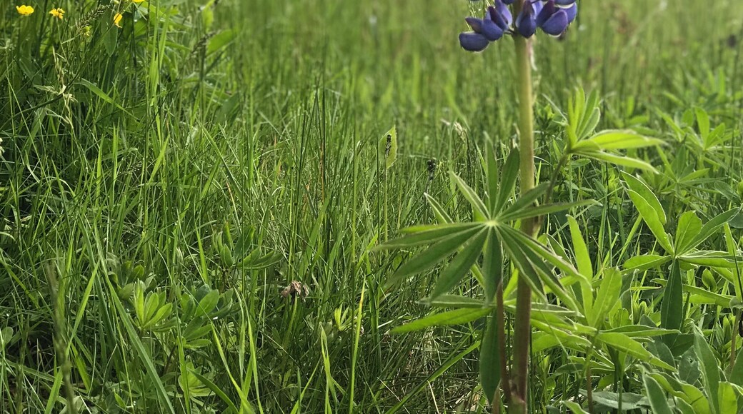 Frühling auf dem Schliffkopf