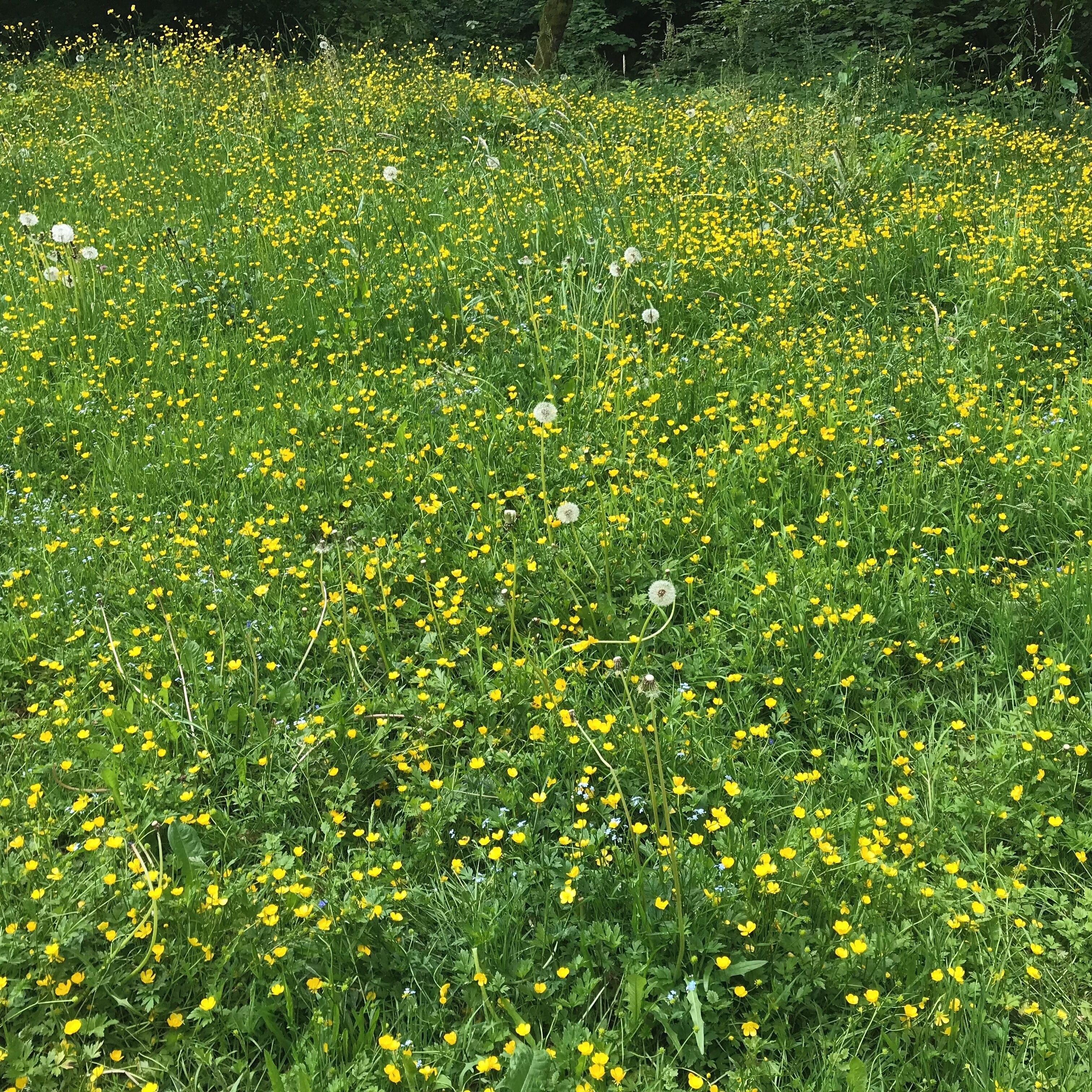Frühling auf dem Schliffkopf