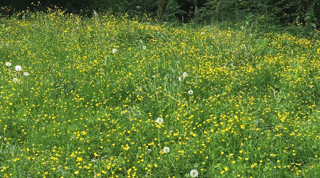 Frühling auf dem Schliffkopf