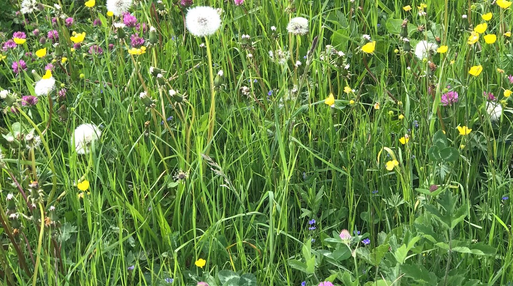 Frühling auf dem Schliffkopf