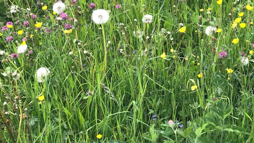 Frühling auf dem Schliffkopf