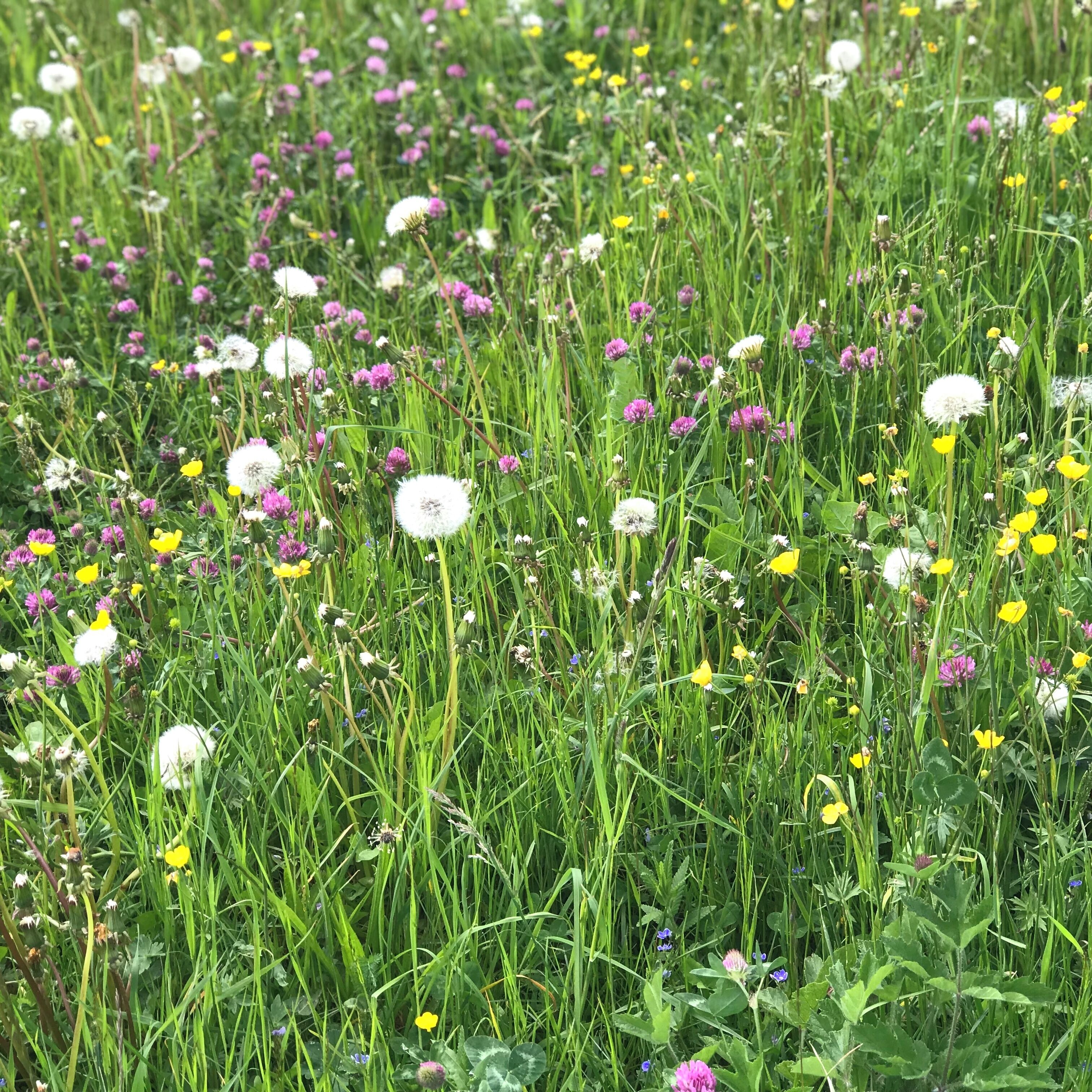 A field of wildflowers with dandelions, clover, and various other species.