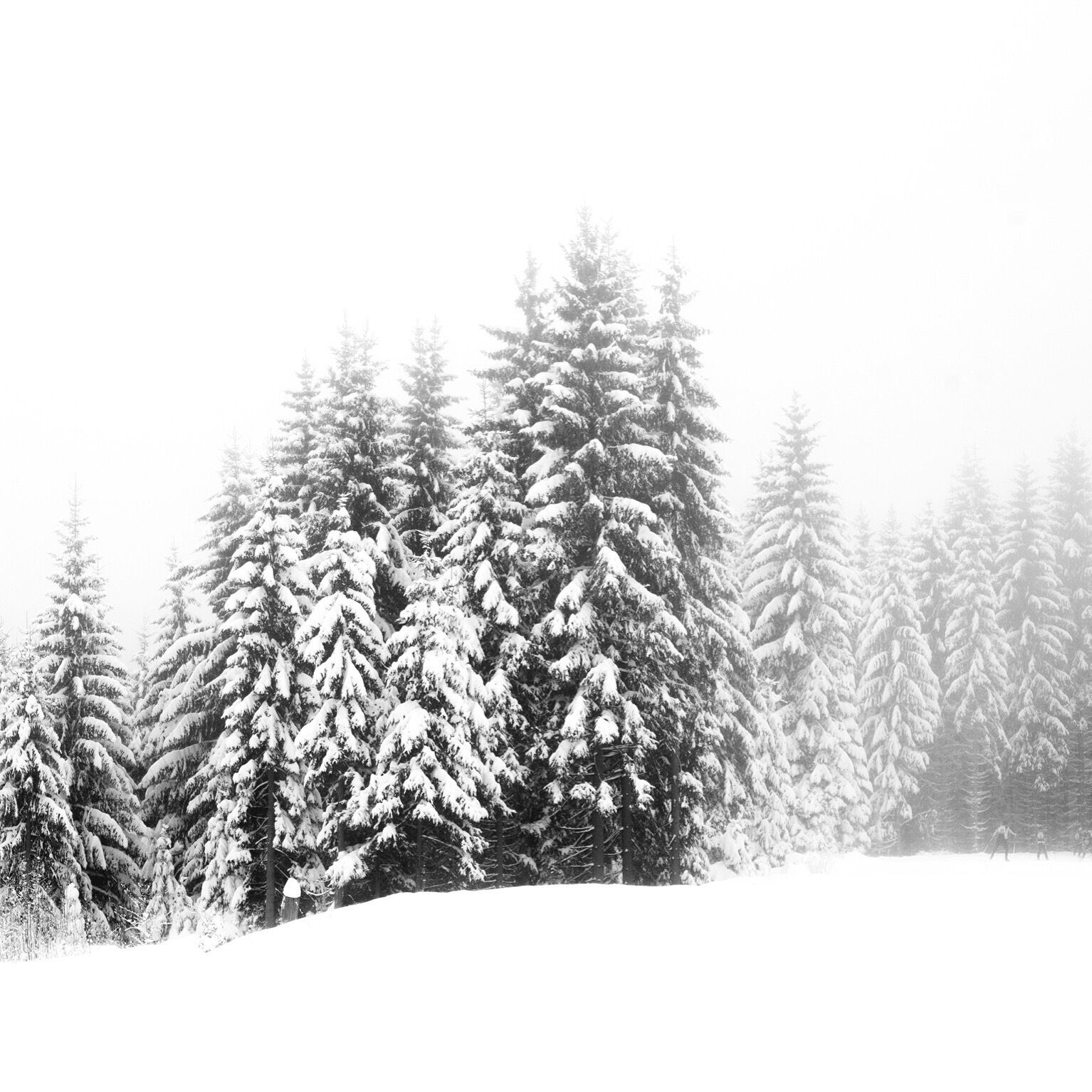 A snowy forest with tall evergreen trees.
