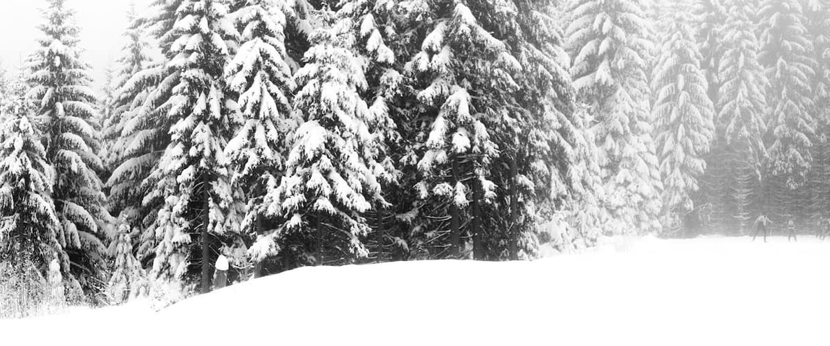 A snowy forest with tall evergreen trees.