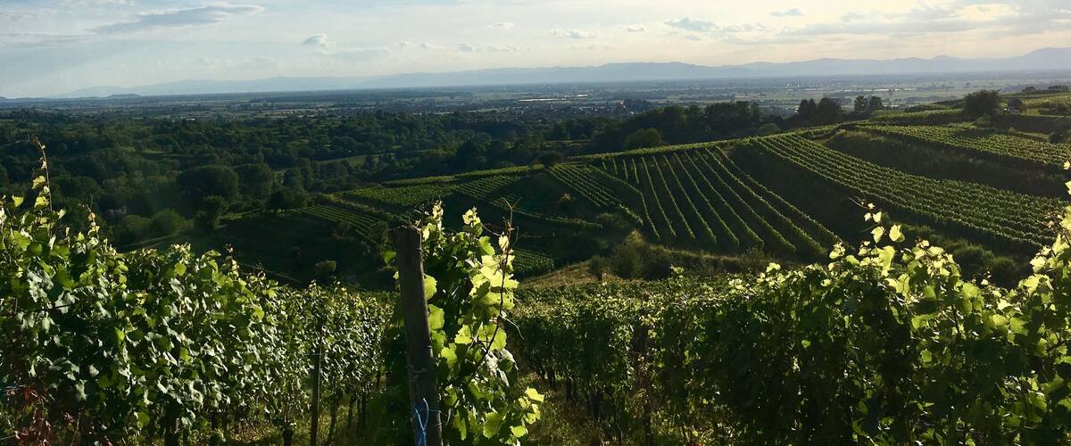 Grape Fields in Kippenheim, Germany.
