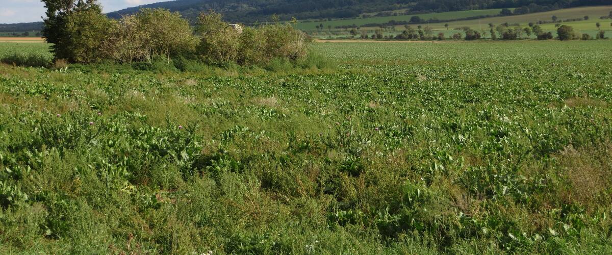 This is a photograph of an architectural monument. It is on the list of cultural monuments of Kelbra (Kyffhäuser), no. 094 84697