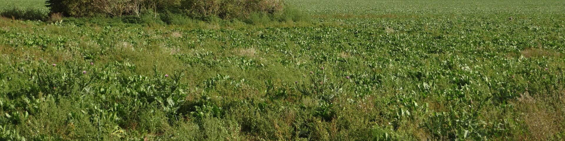 This is a photograph of an architectural monument. It is on the list of cultural monuments of Kelbra (Kyffhäuser), no. 094 84697