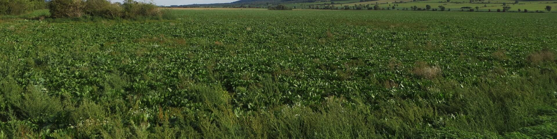 This is a photograph of an architectural monument. It is on the list of cultural monuments of Kelbra (Kyffhäuser), no. 094 84697