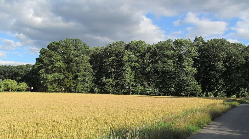 Blick von der nördlichen Feldmark nach Süden auf den Wald nördlich von Niederkaufungen