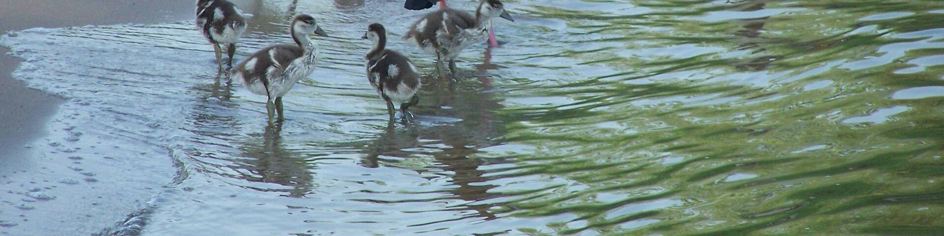 Egyptian Goose with their offspring coming onto the riverside at the Rhein near Kaltenengers, Rhineland-Palatinate, Germany