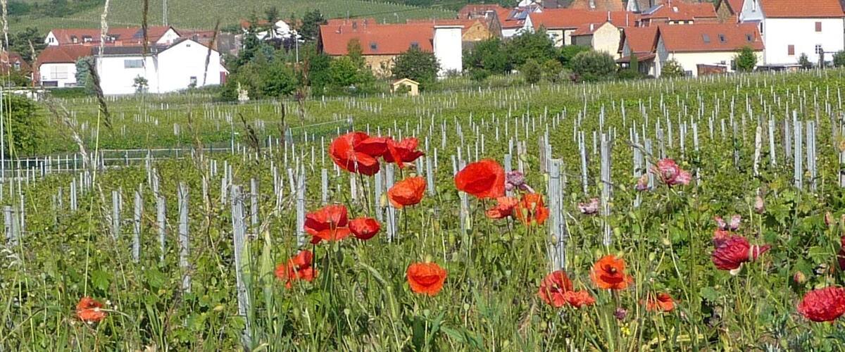 Klatschmohn vor Kallstadt