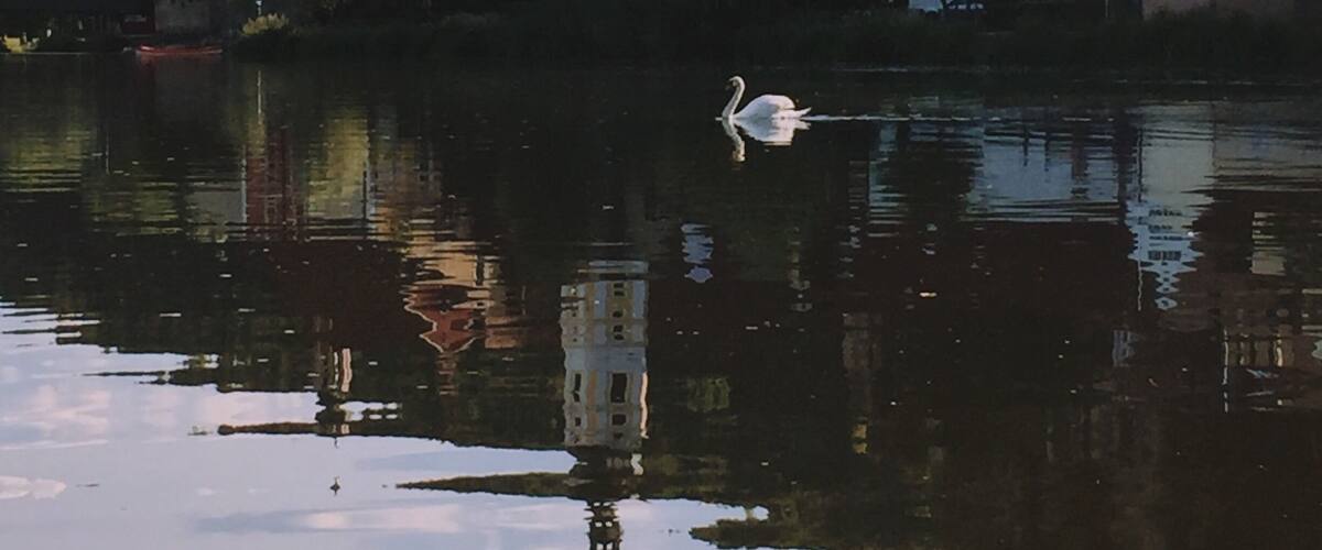 A serene lake with a swan swimming, surrounded by houses and a church with a bell tower.