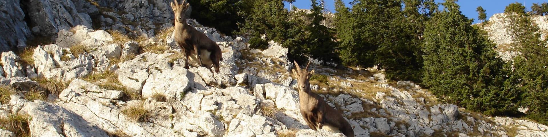 Jungsteinböcke an der Benediktenwand
