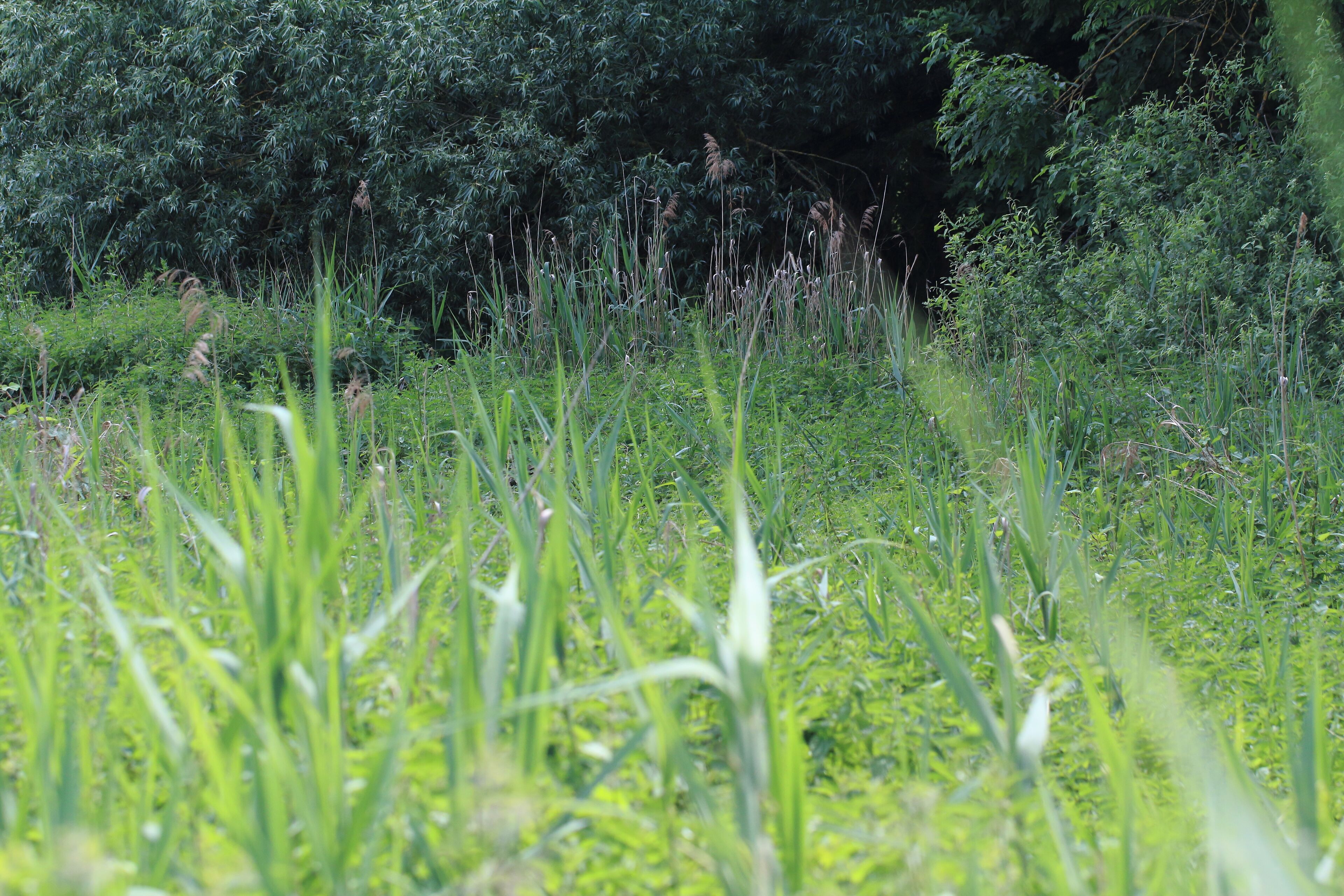 FND (Flächiges Naturdenkmal) "Feuchtgebiet Bustadt" mit der Kennung 81250460003 östlich von Ilsfeld und nordwestlich der Autobahn A81