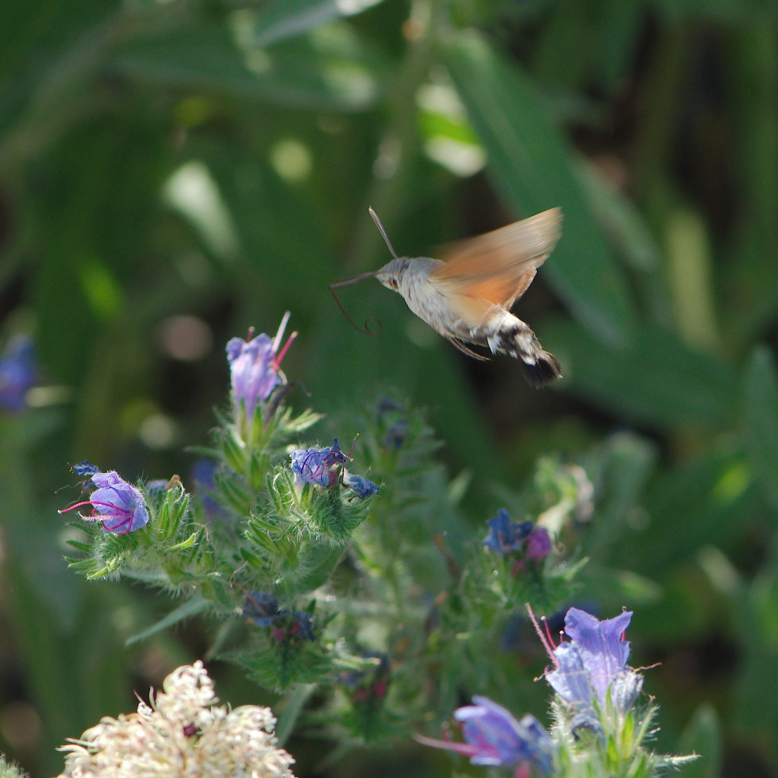 creepy crawlies 2016 - Germany