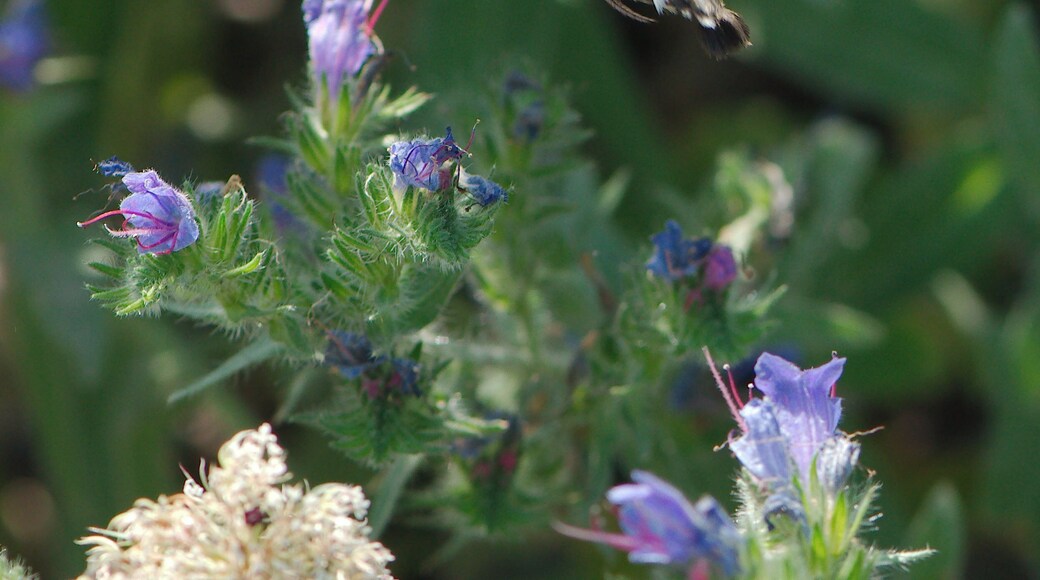 creepy crawlies 2016 - Germany