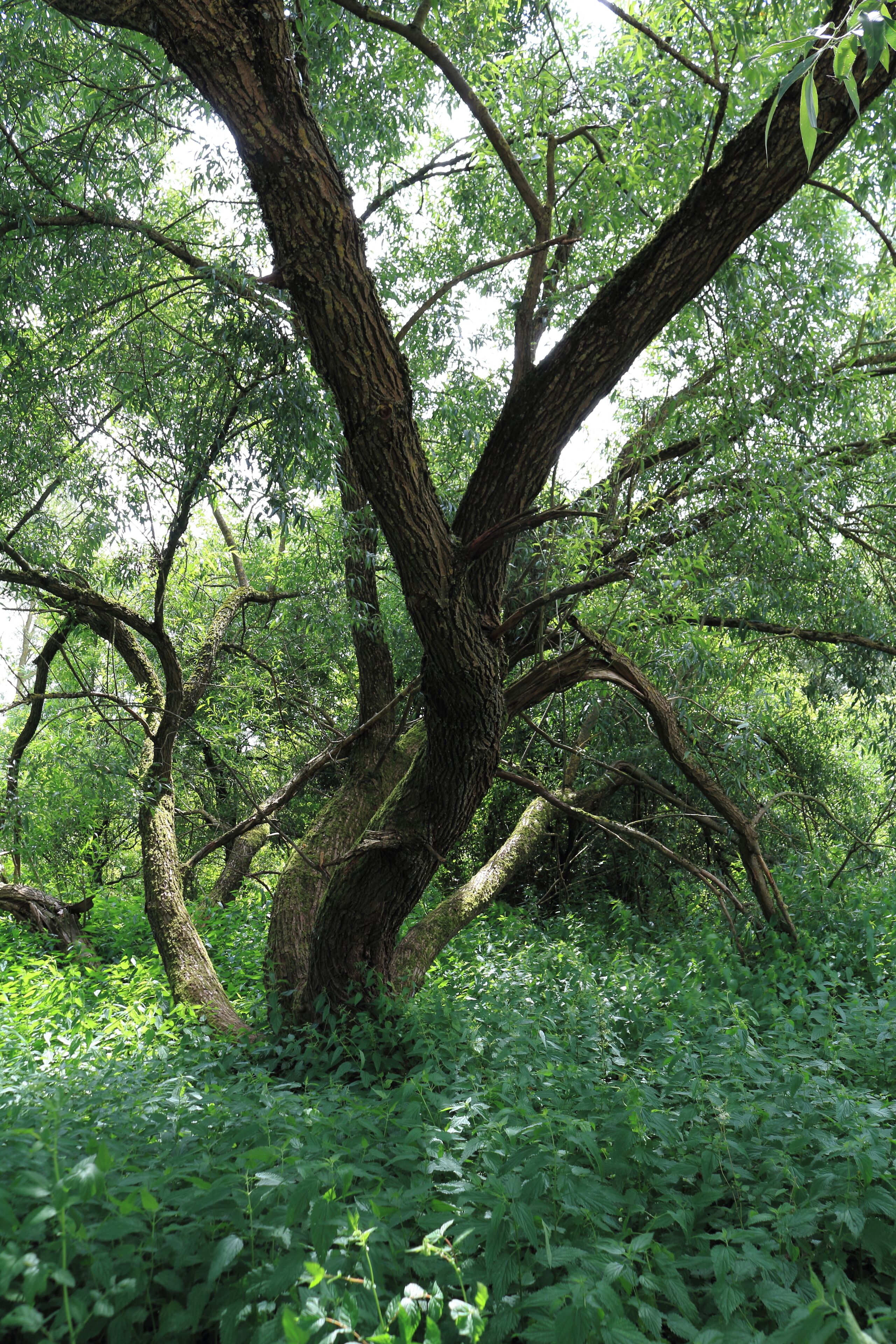 FND (Flächiges Naturdenkmal) "Feuchtgebiet am Tiefenbach" mit der Kennung 81250460004 im Osten des Ortsteils Auenstein. Hier eine Silberweide Salix alba