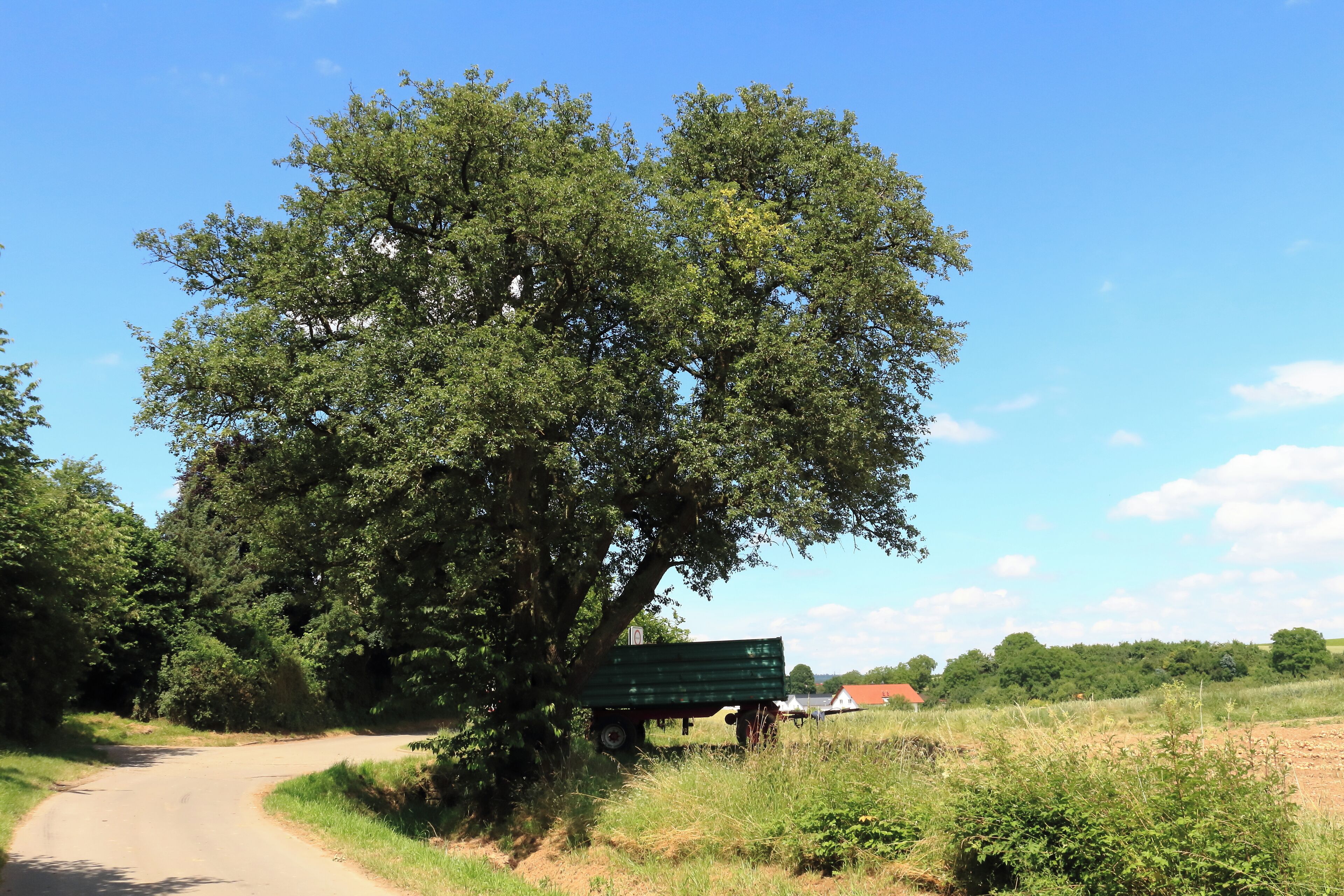 END (Einzelstehendes Naturdenkmal) "Mostbirnbaum" mit der Kennung 81250460002 südlich von Ilsfeld