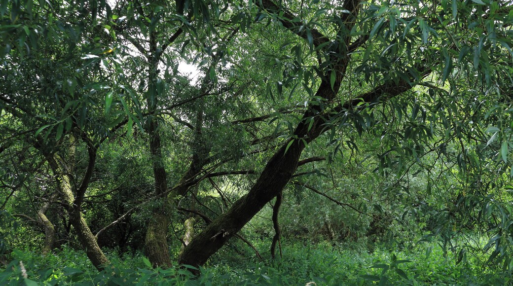 FND (Flächiges Naturdenkmal) "Feuchtgebiet am Tiefenbach" mit der Kennung 81250460004 im Osten des Ortsteils Auenstein. Hier eine Silberweide Salix alba