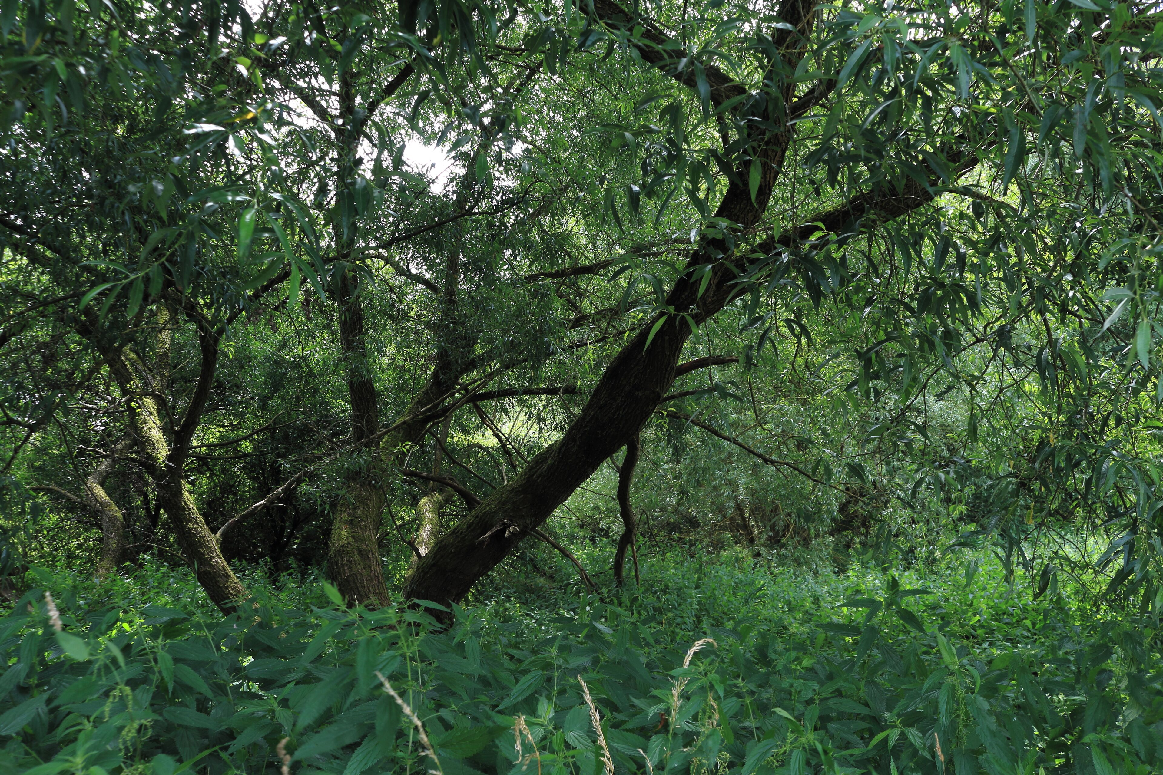 A dense forest with a fallen tree in the foreground.