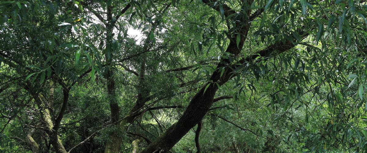 A dense forest with a fallen tree in the foreground.