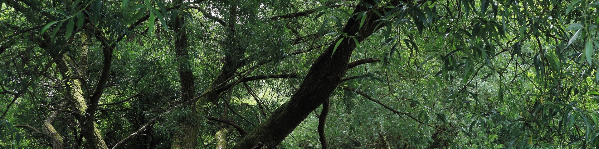 A dense forest with a fallen tree in the foreground.