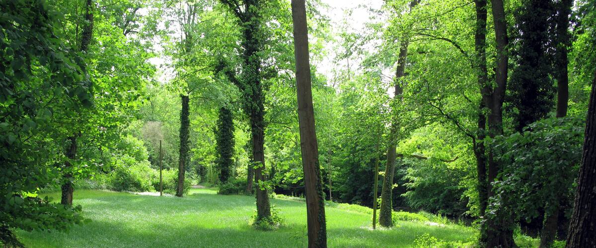 A lush green park with a metal fence, tall trees, and white flowers.