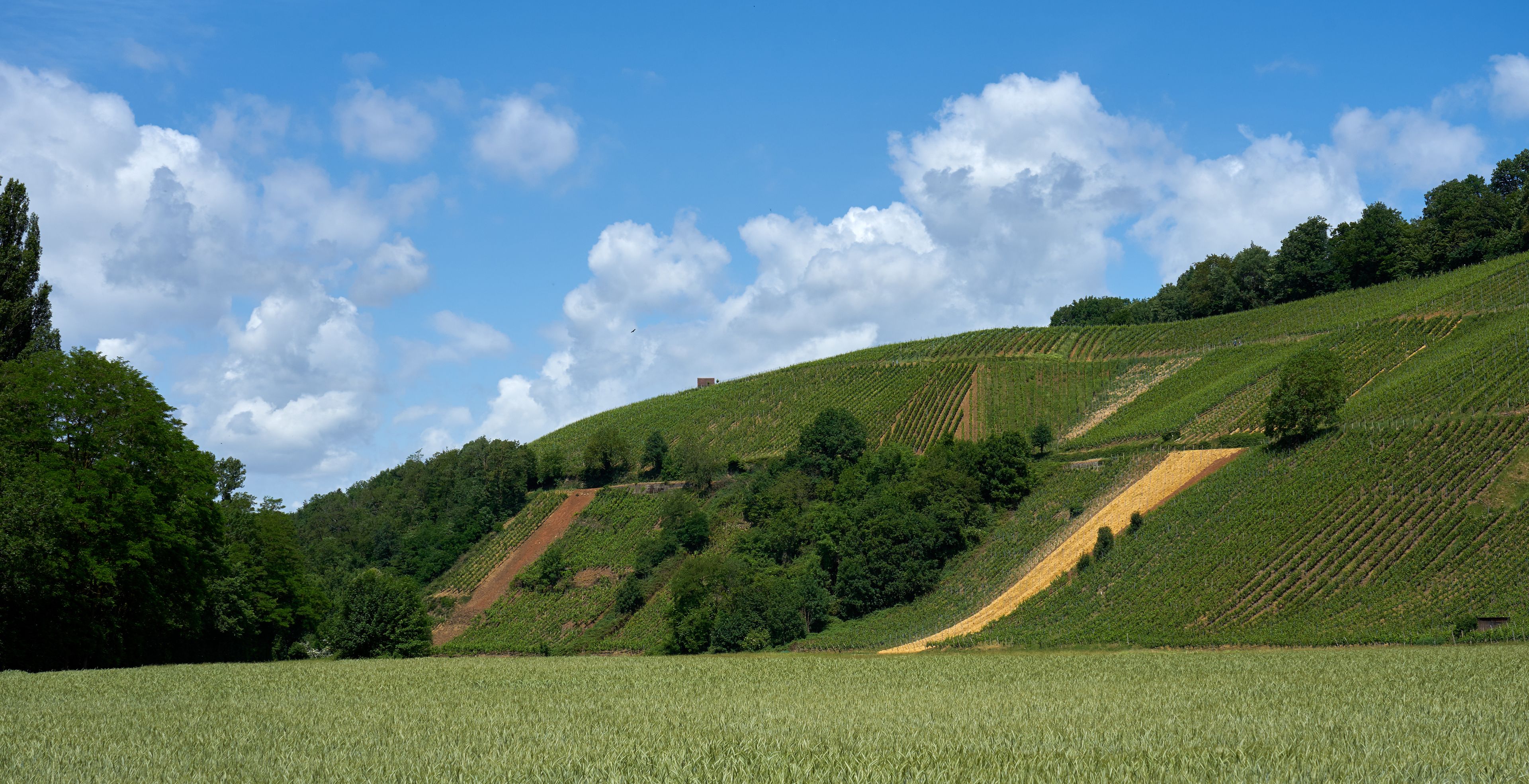 Cornfield in front of vineyard in south German summer. Little hut in front of dramatic clouds.