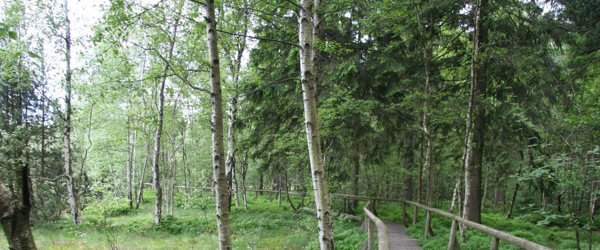 A wooden boardwalk through a dense forest with tall trees and lush greenery.