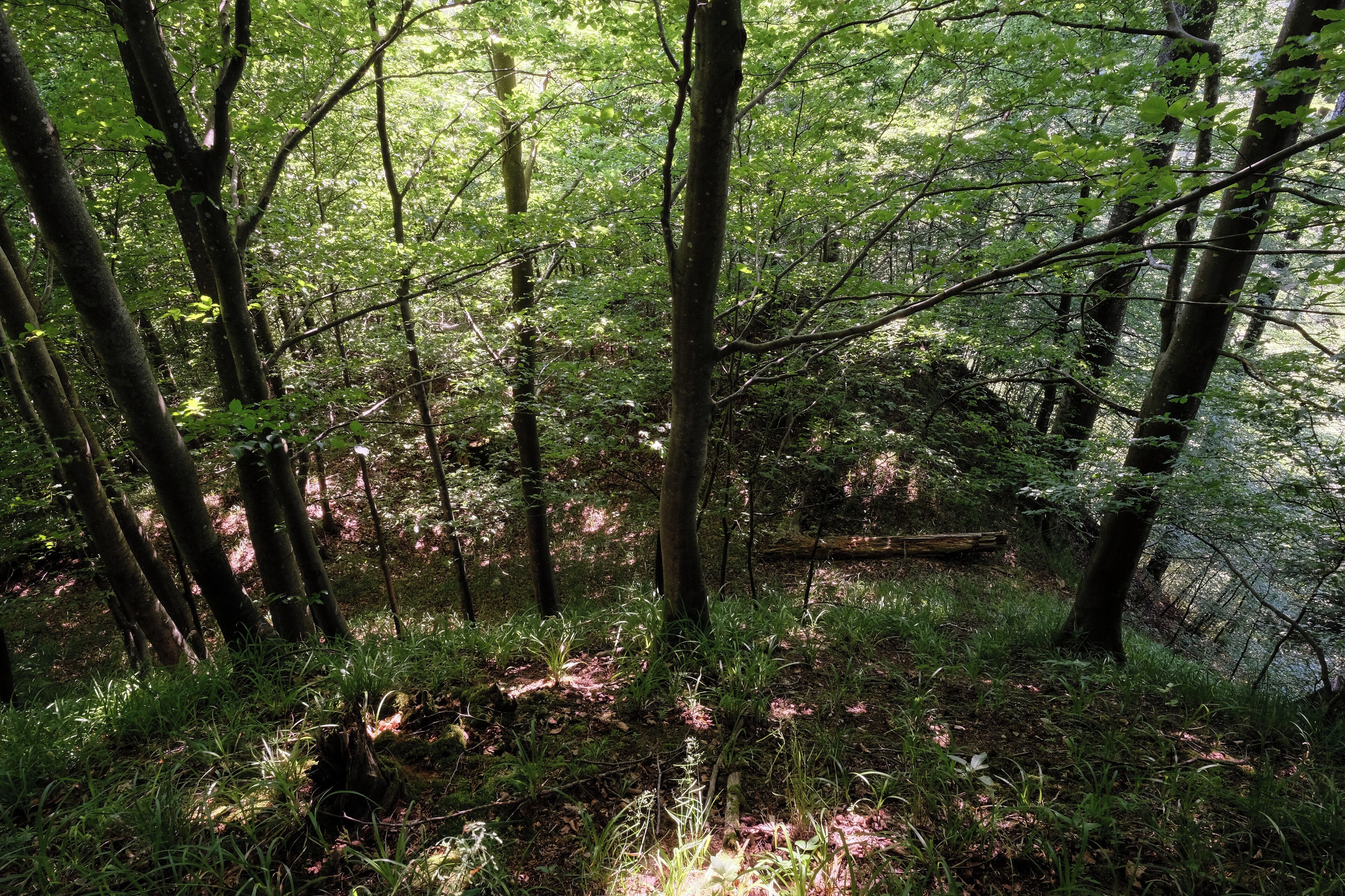 Demolished castle Hasenstein, Horgenzell-Pfärrenbach, district Ravensburg, Baden-Württemberg, Germany
