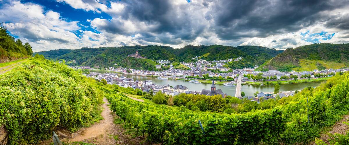 A vineyard, a river, and a town with a castle on a hill.