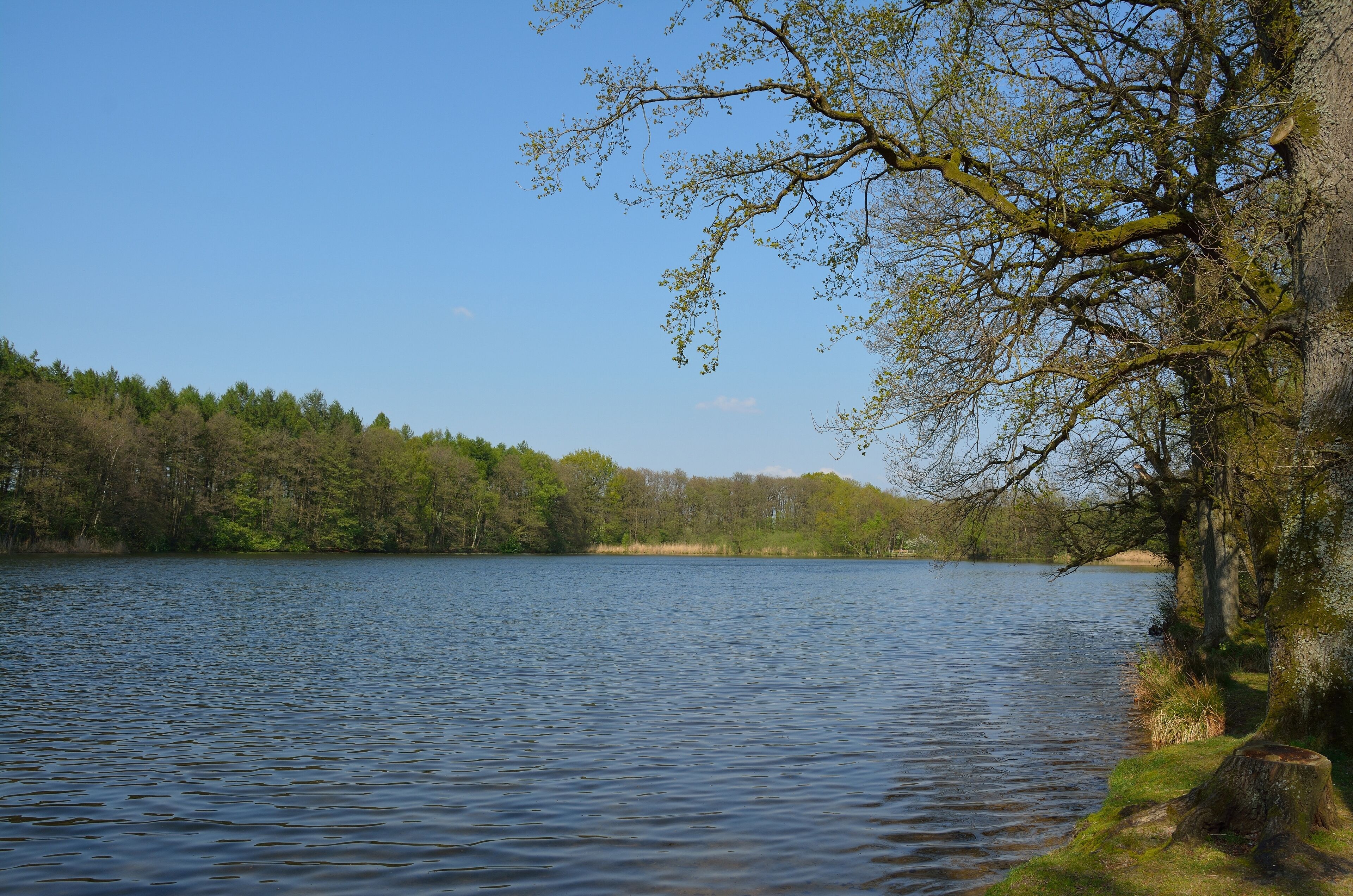Landschaftsschutzgebiet "Lohmühlenteich" in Hohenlockstedt, Schleswig-Holstein.