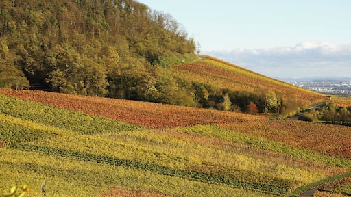 Hohenhaslacher Weinberg 11/2013