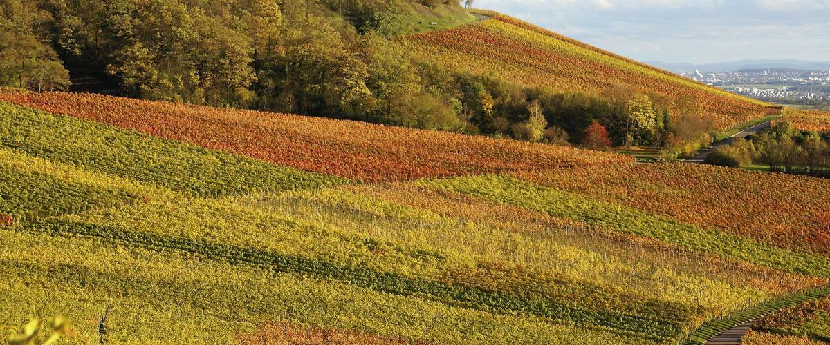 A hilly landscape with a forested area and fields of crops.