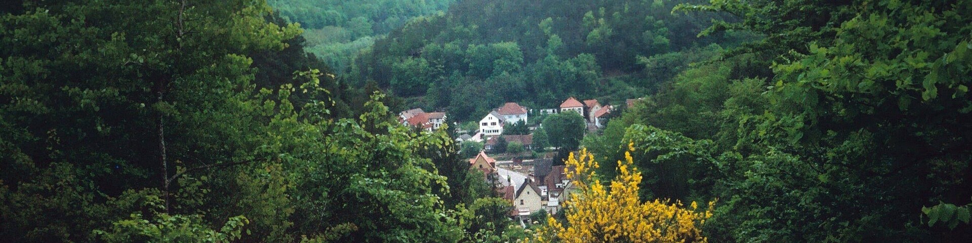 A valley with dense greenery, a yellow flowering tree, and houses in the distance.