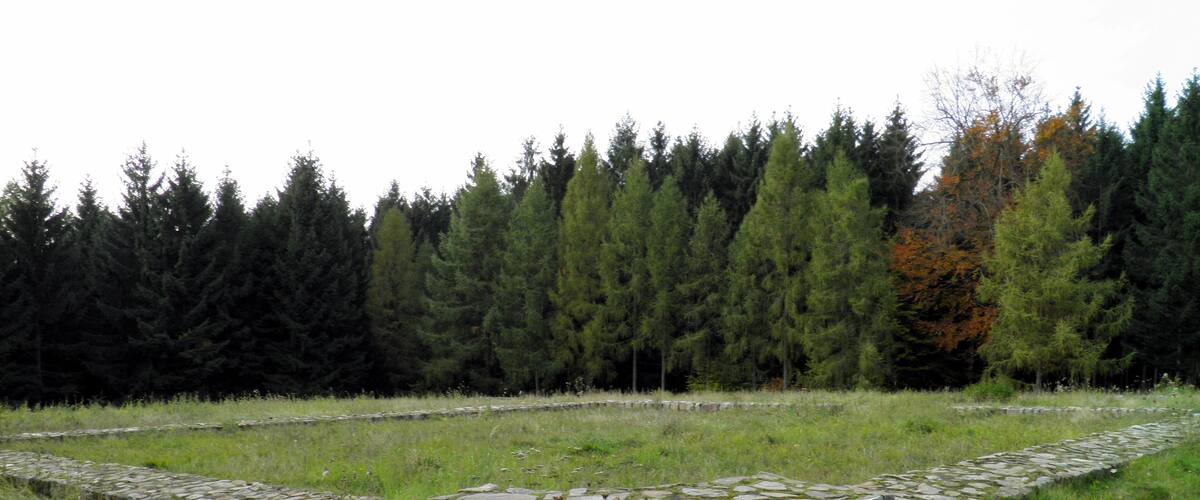 A stone wall in a grassy field with a forest in the background.