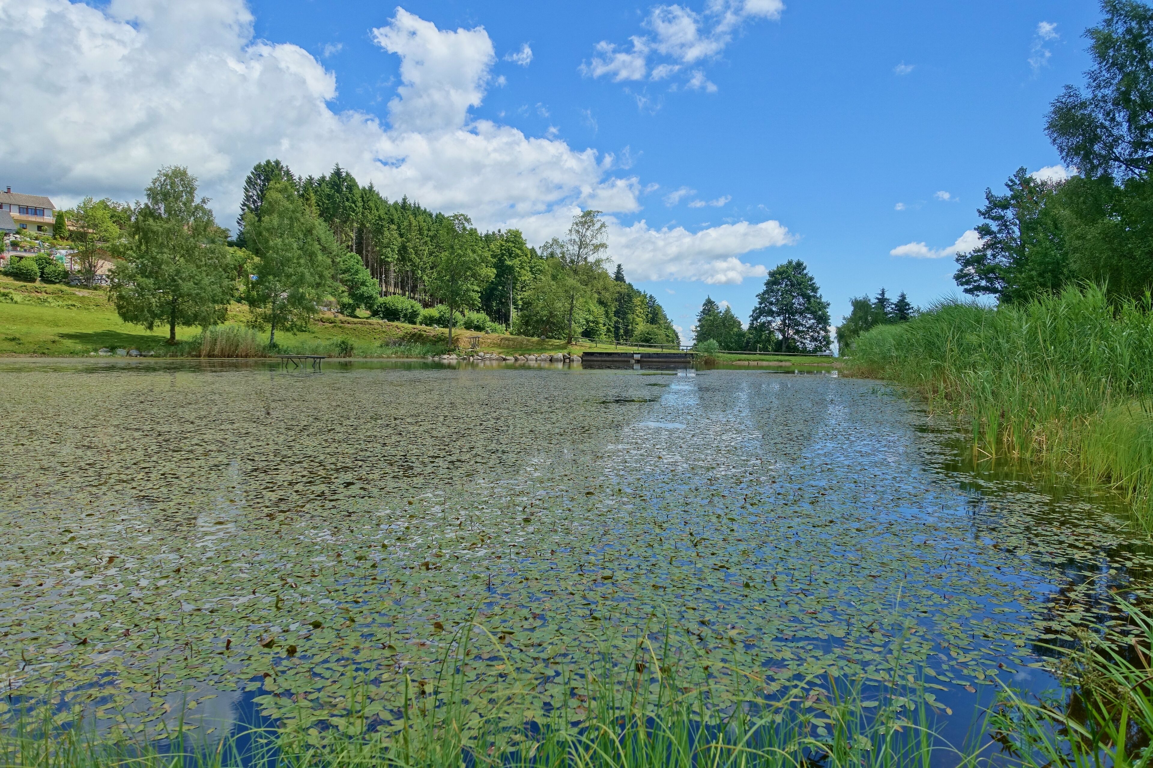A calm river with lily pads, surrounded by green trees and a clear blue sky.