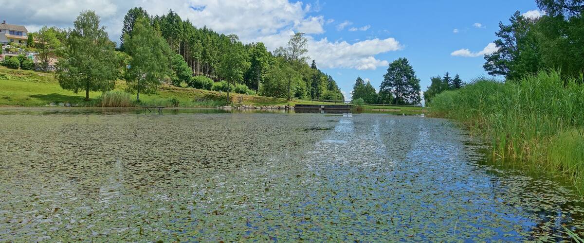 A calm river with lily pads, surrounded by green trees and a clear blue sky.