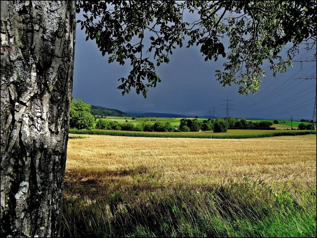 A tree trunk, a field of wheat, and a landscape with hills and power lines in the background.