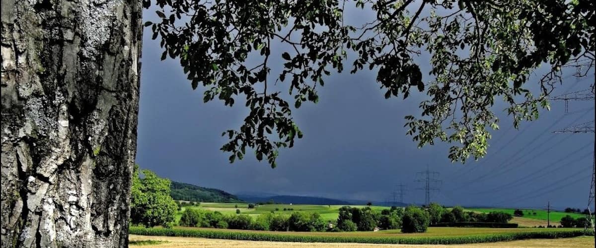 A tree trunk, a field of wheat, and a landscape with hills and power lines in the background.