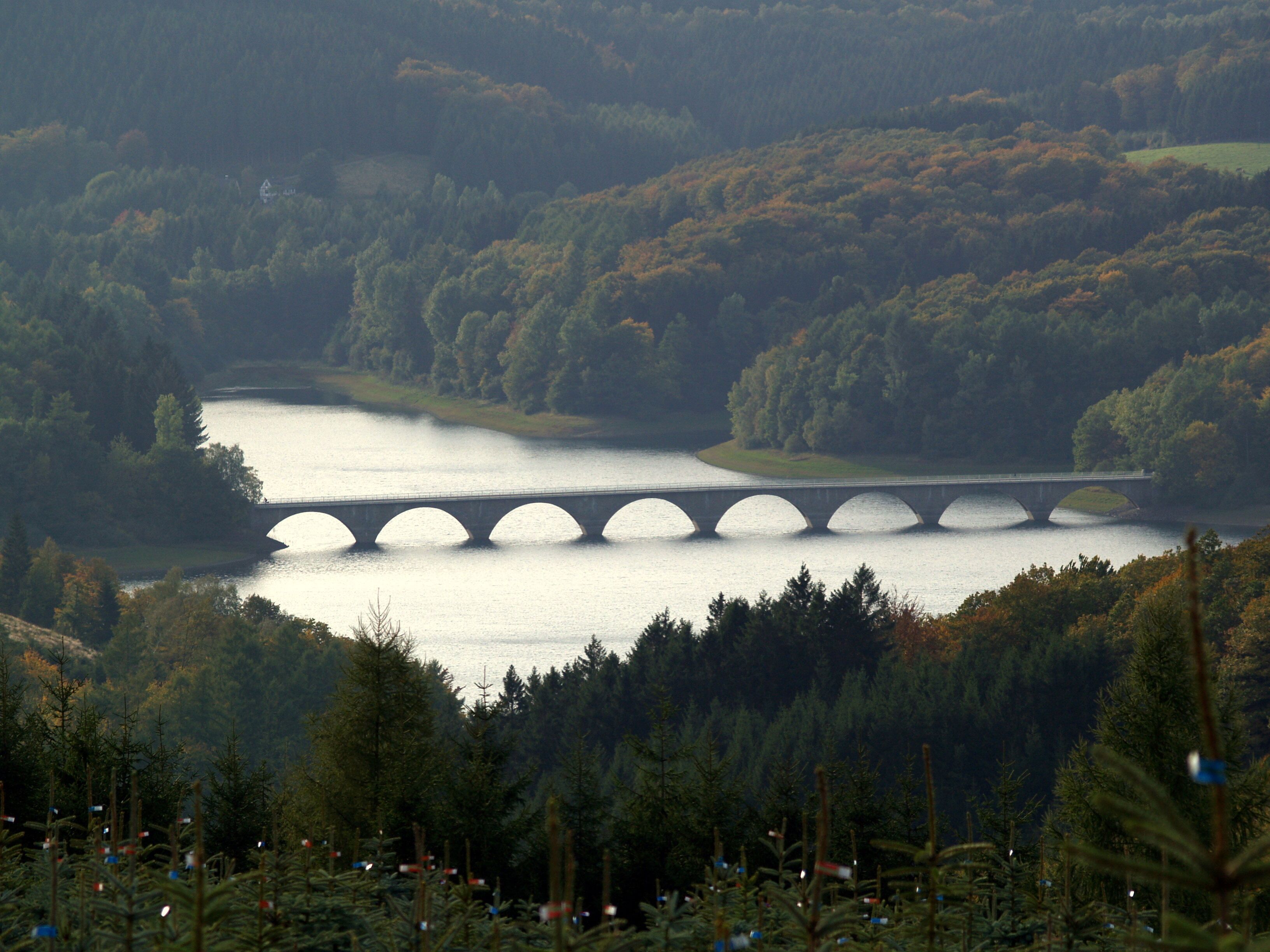 A bridge over a calm river surrounded by dense forest.