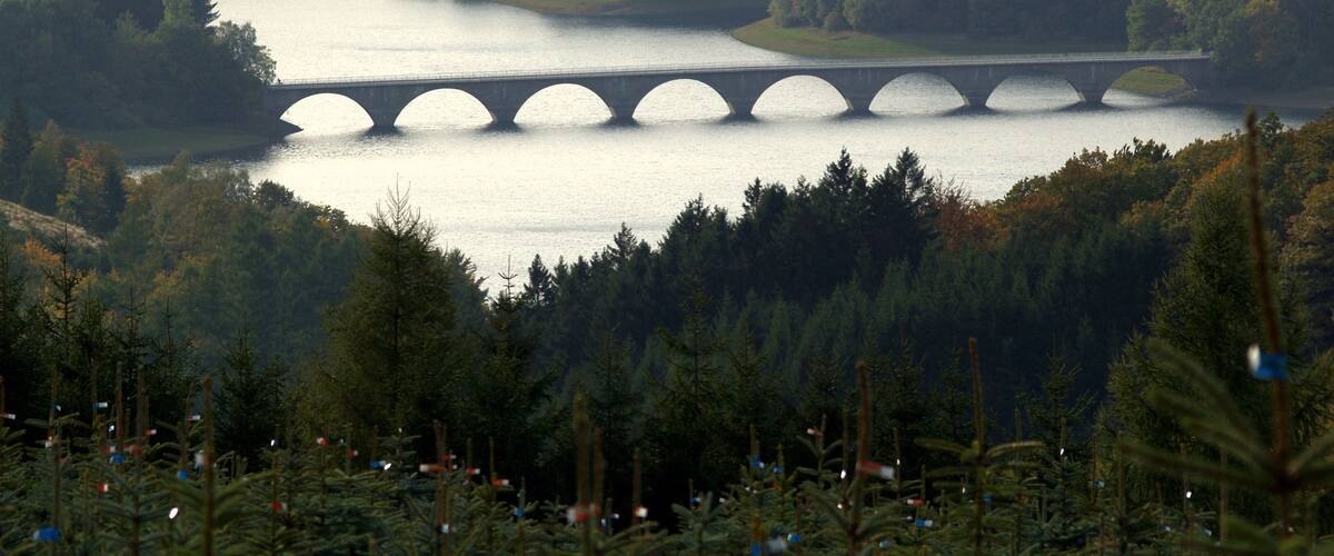 A bridge over a calm river surrounded by dense forest.
